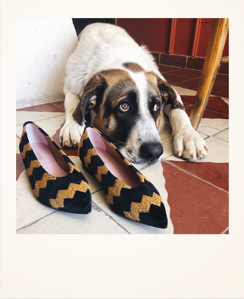 Productos sostenibles para tus mascotas