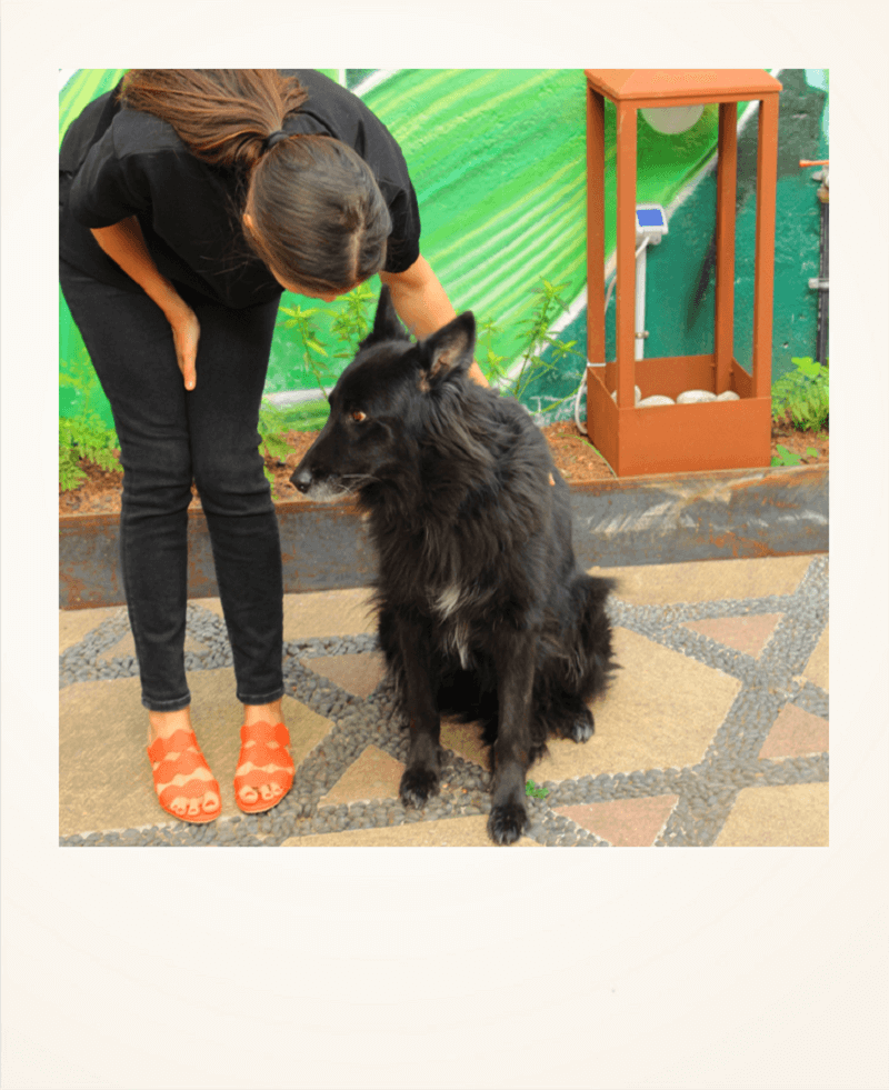 Donde te lleven tus Momoc: locales Dog Friendly