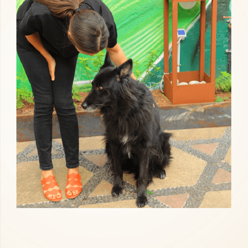 Donde te lleven tus Momoc: locales Dog Friendly