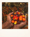 Hablemos del aceite de palma: ¿realmente es tan malo?
